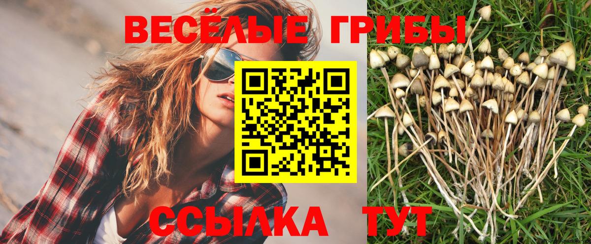 Псилоцибиновые грибы Psilocybe Зеленогорск